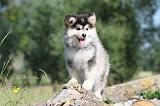 CHIEN FINNOIS DE LAPONIE 471